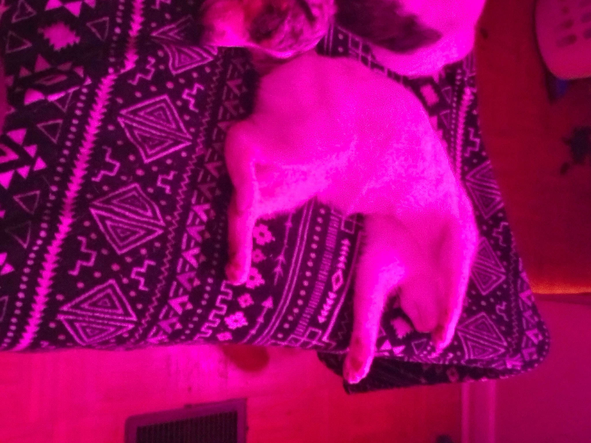 Jasper joined the competition — help win amazing prizes! electric_blue, entertainment, event, fun, magenta, music, music_venue, pattern, performance_art, performing_arts, pink, plant, public_event, purple, room, stage, textile, tree, violet, visual_effect_lighting