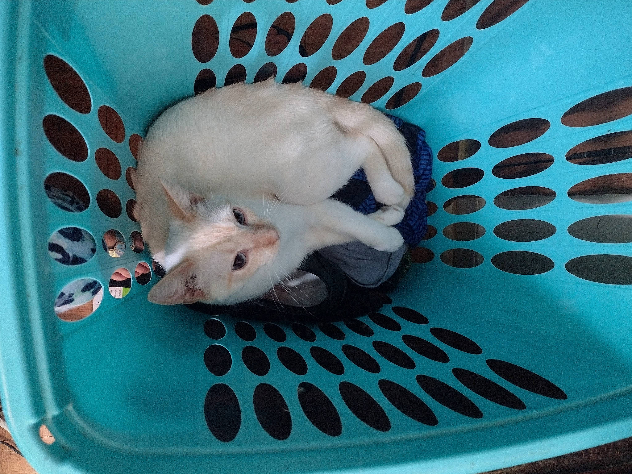 Jasper joined the competition — help win amazing prizes! blue, canidae, carnivore, cat, circle, electric_blue, fawn, felidae, font, hood, mammal, pattern, rodent, small_to_medium_sized_cats, snout, tail, toy, trunk, vertebrate, whiskers