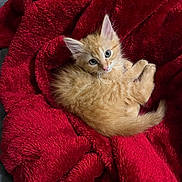 Sebastian is registered to the contest to win money with this photo: animal, cat, comfort, cozy, curious, cute, domestic, fluffy, fur, indoor, kitten, orange_cat, pet, red_blanket, relaxation, resting, sleeping, small_animal, soft_texture, young_cat