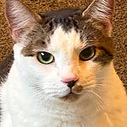 Gunner is registered to the contest to win money with this photo: cat, closeup, green_eyes, pink_nose, tabby, white_fur, pet, animal, indoor, carpet, fur, whiskers, face, ears, portrait, cute, serious, domestic_cat, close_up, looking_at_camera