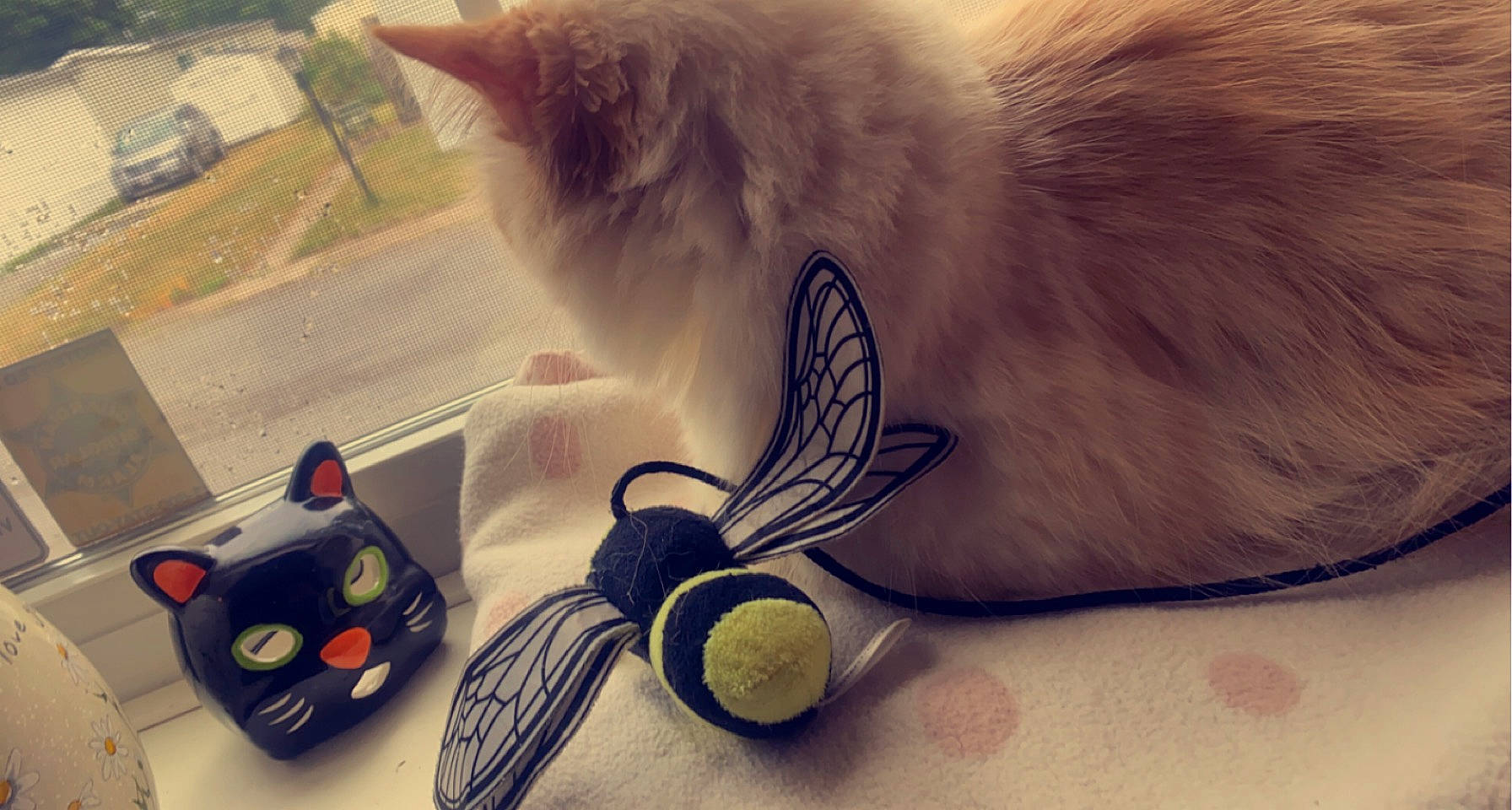 Mallow is registered to the contest to win money with this photo: audio_equipment, cat, claw, domestic_short_haired_cat, fashion_accessory, fawn, feather, felidae, fur, game_controller, input_device, nap, paw, photography, small_to_medium_sized_cats, stuffed_toy, tail, toy, whiskers, wing