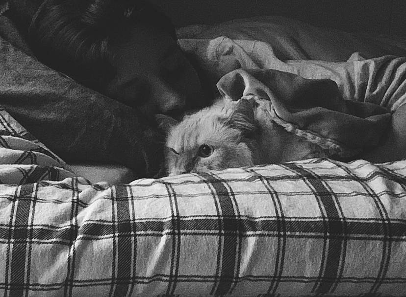 Mallow is registered to the contest to win money with this photo: black, black_and_white, carnivore, comfort, companion_dog, dog, dog_breed, fawn, grey, linens, monochrome, monochrome_photography, pattern, plaid, snout, style, tartan, vertebrate, whiskers, white