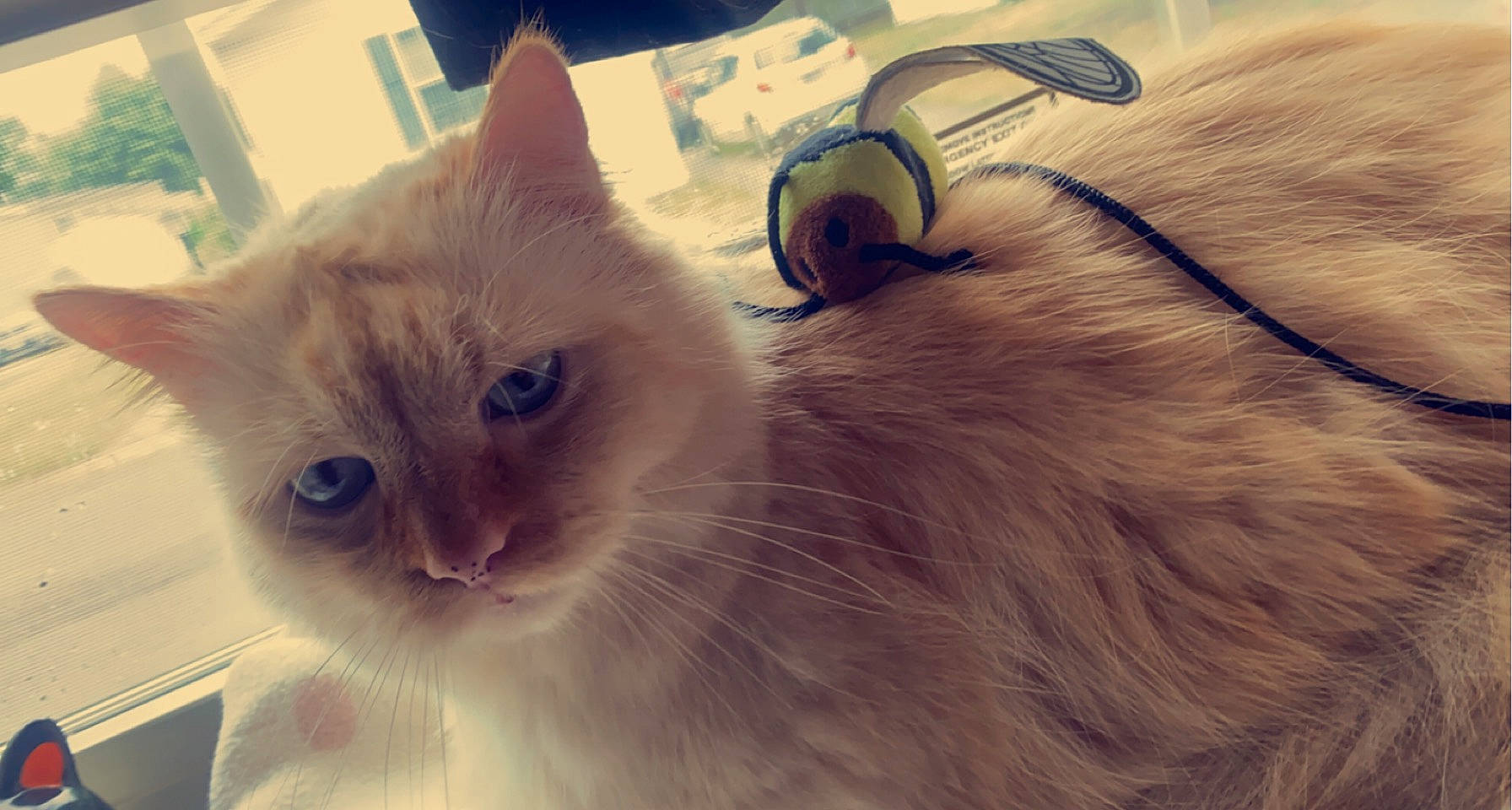 Mallow joined the competition — help win amazing prizes! carnivore, cat, claw, comfort, domestic_short_haired_cat, eye, fawn, felidae, fur, paw, ragdoll, small_to_medium_sized_cats, snout, tail, terrestrial_animal, whiskers, window