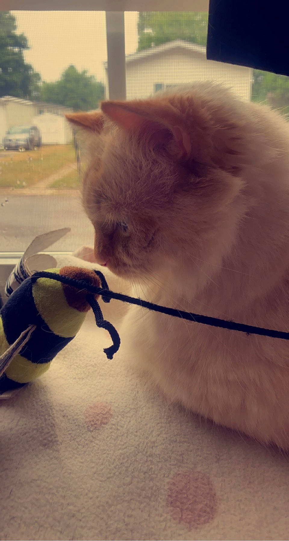 Mallow is registered to the contest to win money with this photo: canidae, carnivore, cat, claw, eyewear, fashion_accessory, fawn, felidae, flooring, fur, metal, paw, personal_protective_equipment, ragdoll, small_to_medium_sized_cats, snout, tail, tints_and_shades, whiskers, window