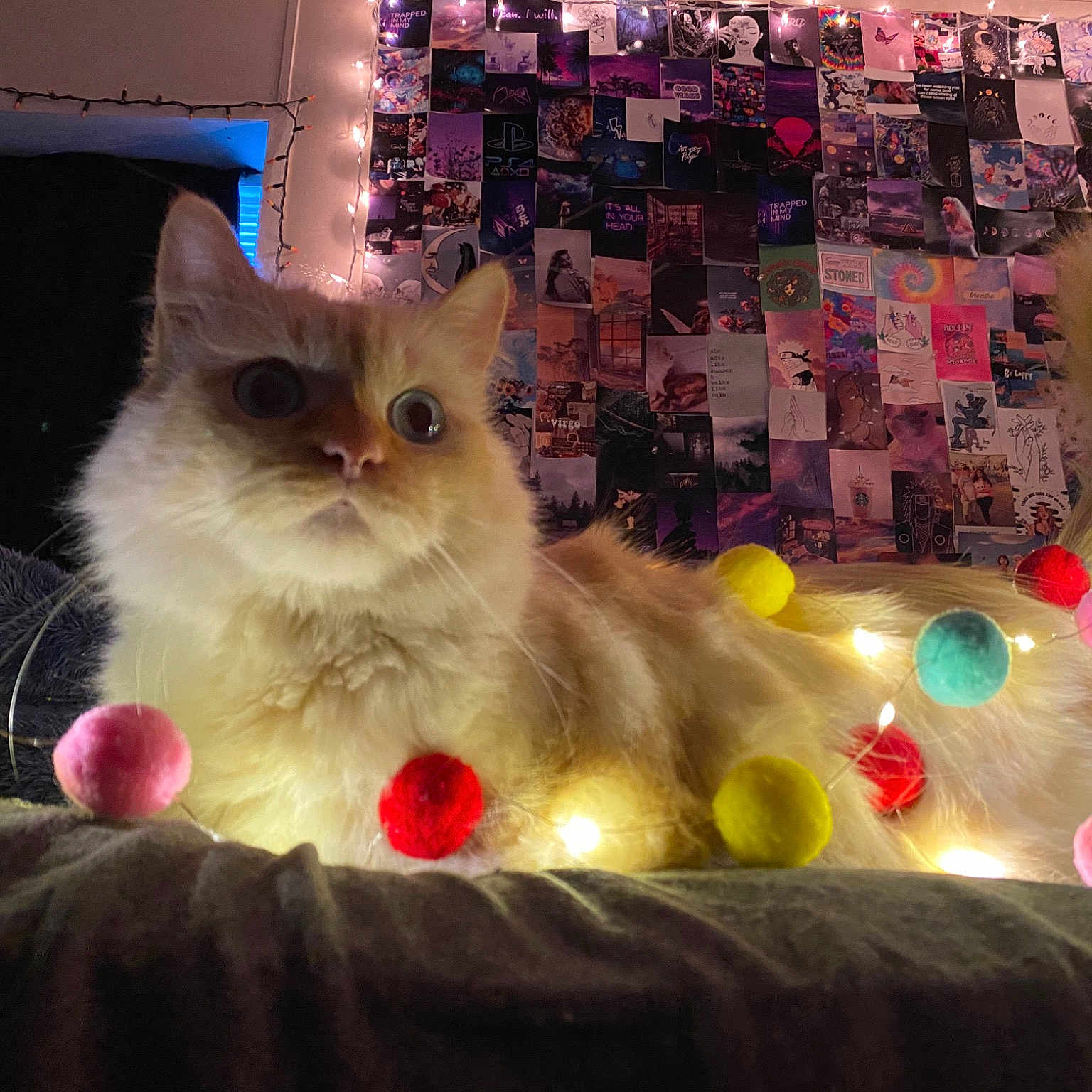 Mallow joined the competition — help win amazing prizes! art, birman, carnivore, cat, domestic_short_haired_cat, event, fawn, felidae, fur, light, lighting, magenta, paw, plant, small_to_medium_sized_cats, tail, textile, tree, whiskers, wood
