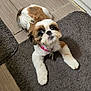 Gabby is registered to the contest to win money with this photo: animal, brown_fur, collar, curious, cute, dog, domestic_animal, floor, floor_tiles, fur, indoor, looking_up, lying_down, pet, pink_collar, rug, shih_tzu, small_dog, texture, white_fur