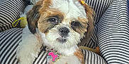 Gabby joined the competition — help win amazing prizes! animal, blanket, bow, collar, companion, cozy, cushion, cute, dog, embroidered, fluffy, fur, indoors, name_tag, paw_print, pet, puppy, resting, small_dog, striped