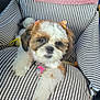 Gabby joined the competition — help win amazing prizes! animal, blanket, bow, collar, companion, cozy, cushion, cute, dog, embroidered, fluffy, fur, indoors, name_tag, paw_print, pet, puppy, resting, small_dog, striped