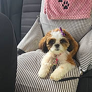 Gabby joined the competition — help win amazing prizes! adorable, animal, blanket, bow, car_seat, collar, cute, dog, embroidery, fluffy, indoor, leash, paw_prints, pet, pet_accessory, puppy, resting, seat, striped_cushion, transportation
