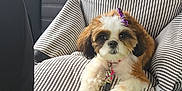 Gabby joined the competition — help win amazing prizes! adorable, animal, blanket, bow, car_seat, collar, cute, dog, embroidery, fluffy, indoor, leash, paw_prints, pet, pet_accessory, puppy, resting, seat, striped_cushion, transportation