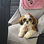 adorable, animal, blanket, bow, car_seat, collar, cute, dog, embroidery, fluffy, indoor, leash, paw_prints, pet, pet_accessory, puppy, resting, seat, striped_cushion, transportation