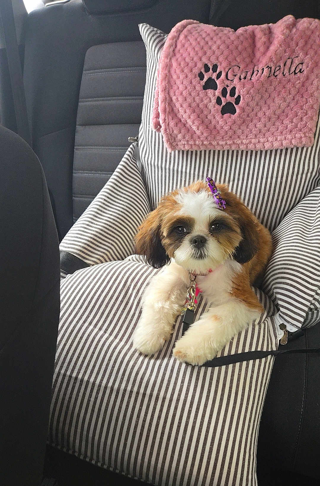 Gabby joined the competition — help win amazing prizes! adorable, animal, blanket, bow, car_seat, collar, cute, dog, embroidery, fluffy, indoor, leash, paw_prints, pet, pet_accessory, puppy, resting, seat, striped_cushion, transportation