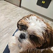 Gabby is registered to the contest to win money with this photo: adorable, animal, brown, closeup, companion, cute, dog, domestic, door, face, floor, fluffy, fur, indoor, looking, pet, puppy, sitting, small, white