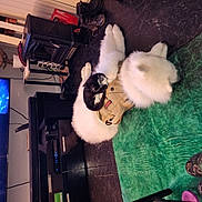 Brodie Lee Sims joined the competition — help win amazing prizes! dog, cat, living_room, green_rug, television, boots, heater_stove, plant_pot, furniture, floor, pet, sleeping, resting, black_and_white_cat, white_dog, vest, indoor, cozy, home, relaxing