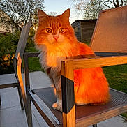 Malbo a rejoint le concours — aidez-le/la à gagner de superbes lots ! cat, orange_cat, fluffy, sitting, chair, outdoor, garden, sunset, golden_hour, pet, animal, feline, nature, daylight, relaxing, backyard, fur, whiskers, ears, eyes