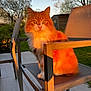 cat, orange_cat, fluffy, sitting, chair, outdoor, garden, sunset, golden_hour, pet, animal, feline, nature, daylight, relaxing, backyard, fur, whiskers, ears, eyes