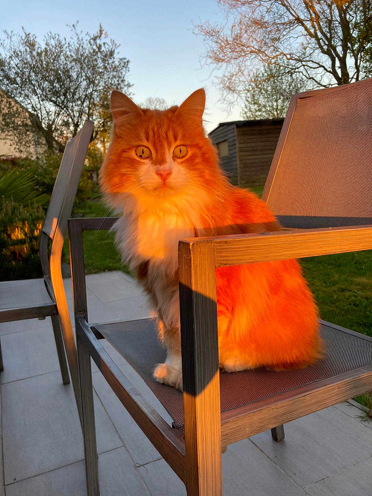 Malbo a rejoint le concours — aidez-le/la à gagner de superbes lots ! cat, orange_cat, fluffy, sitting, chair, outdoor, garden, sunset, golden_hour, pet, animal, feline, nature, daylight, relaxing, backyard, fur, whiskers, ears, eyes