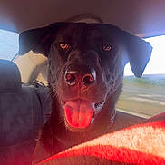 Buddy joined the competition — help win amazing prizes! animal, backseat, black_dog, blanket, canine, car_interior, dog, ears, fur, happy, indoor, nose, pet, portrait, red_blanket, seat, smiling, sunlight, tongue_out, window