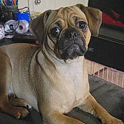Athena is registered to the contest to win money with this photo: dog, pug, pet, indoor, lying_down, brown_fur, curious, face, ears, eyes, door, ornaments, household_items, floor, resting, looking_at_camera, animal, canine, companion, cute