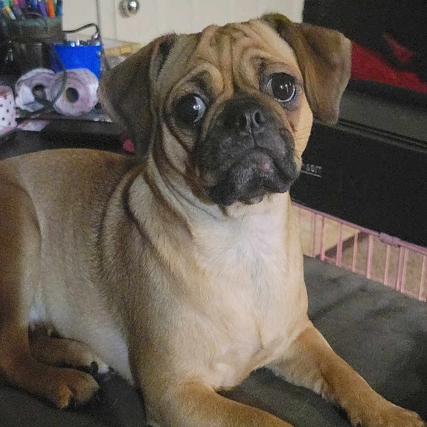 Athena