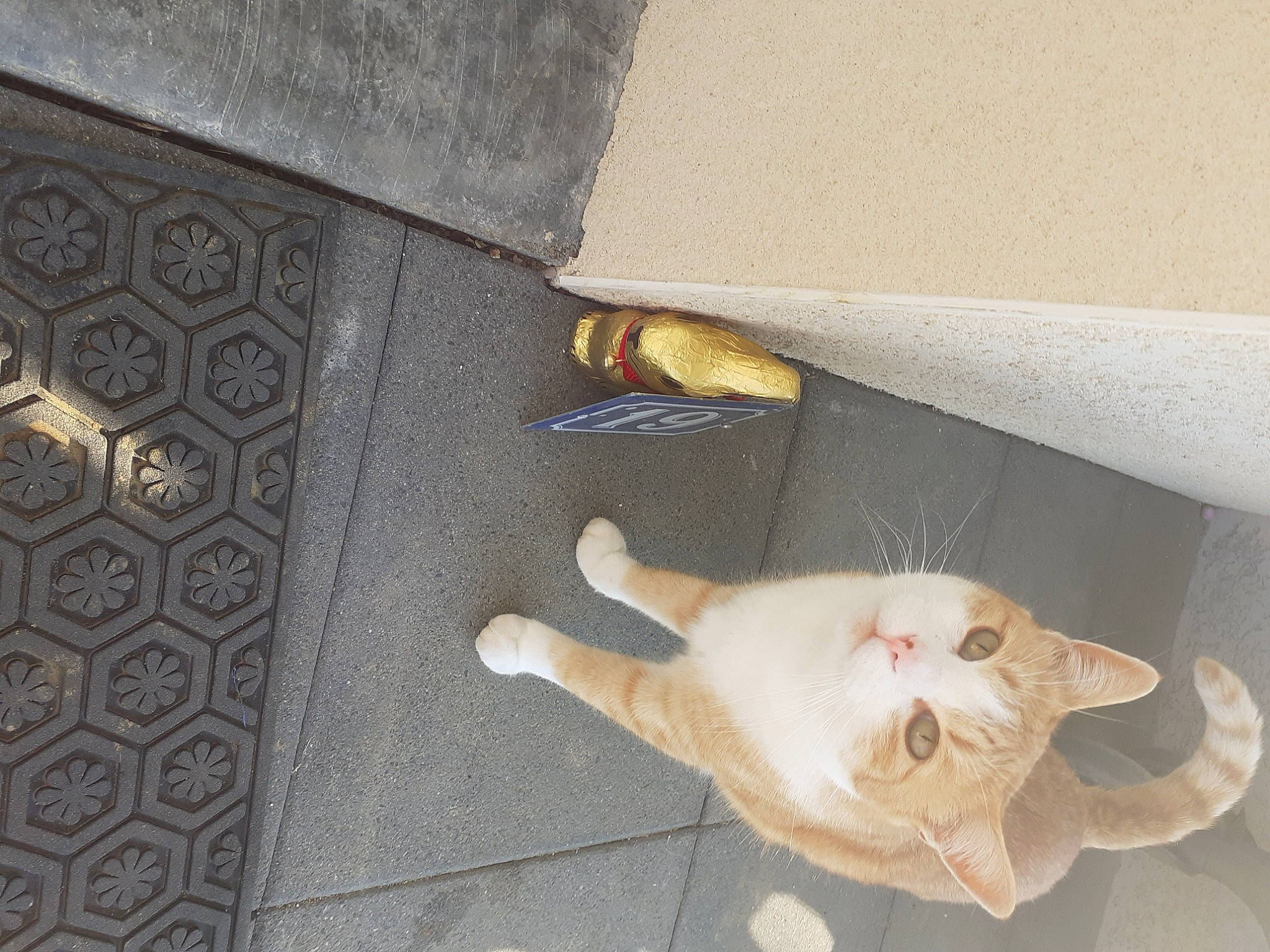 Bart participe au concours pour gagner de l'argent avec cette photo : canidae, carnivore, cat, claw, companion_dog, dog_breed, domestic_short_haired_cat, fawn, felidae, floor, flooring, fur, hardwood, paw, rectangle, room, small_to_medium_sized_cats, tail, whiskers, wood