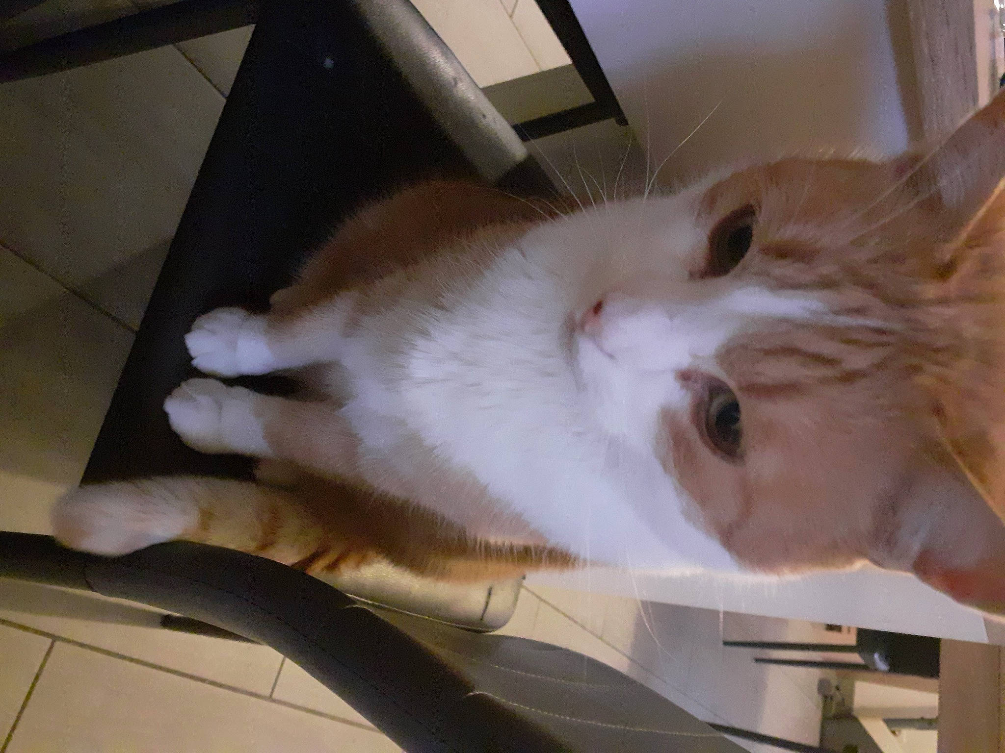 Bart participe au concours pour gagner de l'argent avec cette photo : box, carnivore, cat, domestic_short_haired_cat, fawn, felidae, flooring, fur, hardwood, paw, small_to_medium_sized_cats, snout, tail, whiskers, wood