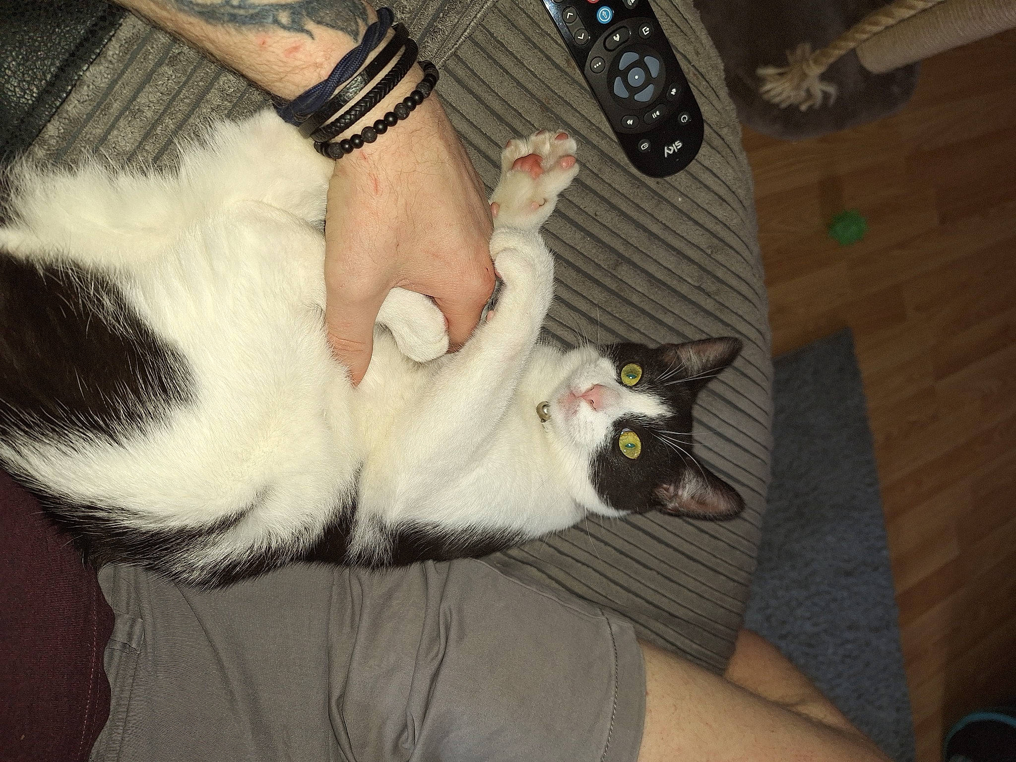 Vinnie is registered to the contest to win money with this photo: carnivore, cat, claw, comfort, companion_dog, dog_breed, domestic_short_haired_cat, fawn, felidae, foot, fur, human_leg, lap, nail, paw, remote_control, small_to_medium_sized_cats, tail, whiskers, wrist