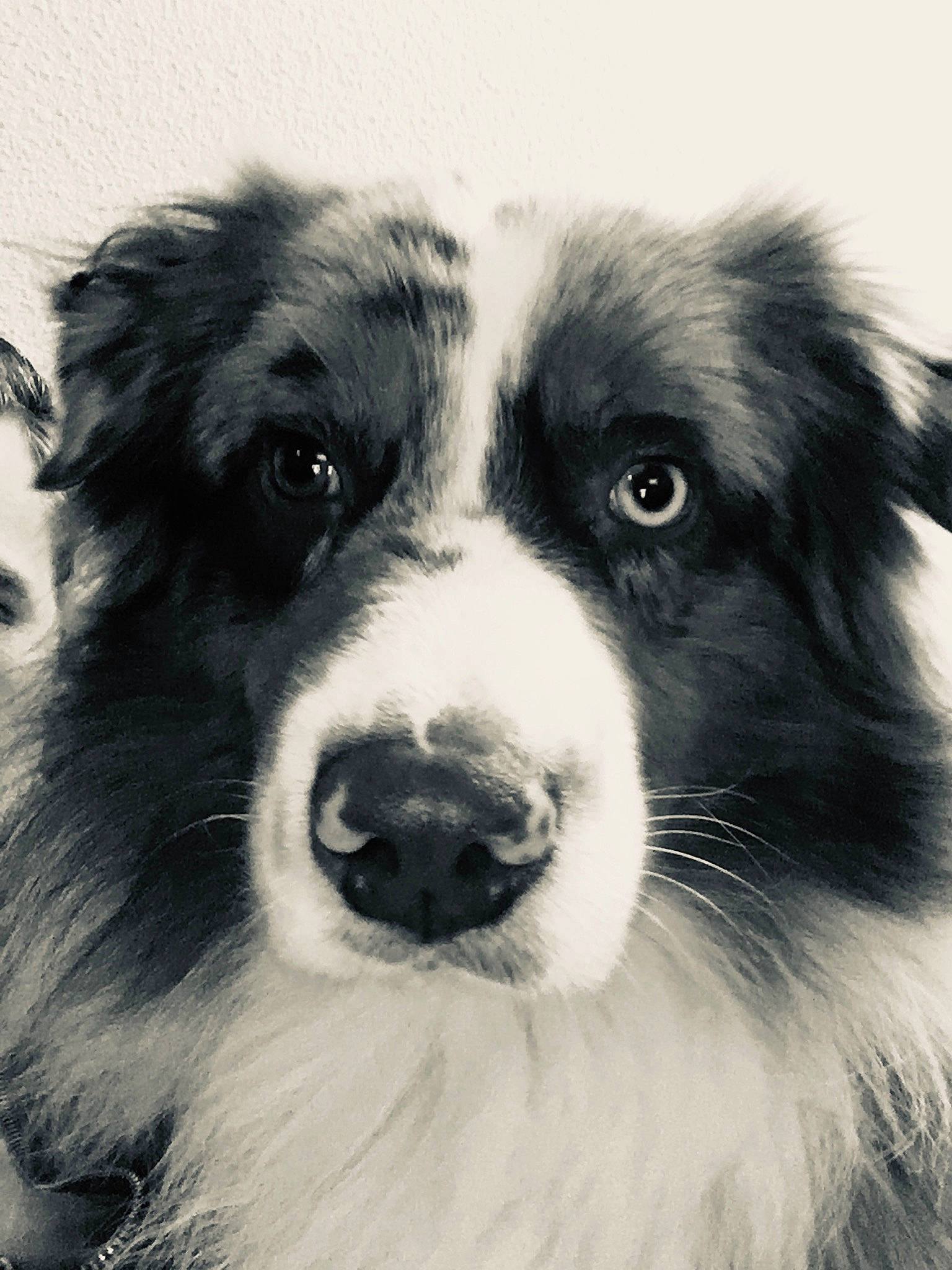 Nuka participe au concours pour gagner de l'argent avec cette photo : black, black_and_white, carnivore, companion_dog, dog, dog_breed, fur, grey, iris, jaw, mammal, monochrome, monochrome_photography, organ, snout, style, vertebrate, whiskers, white, working_animal