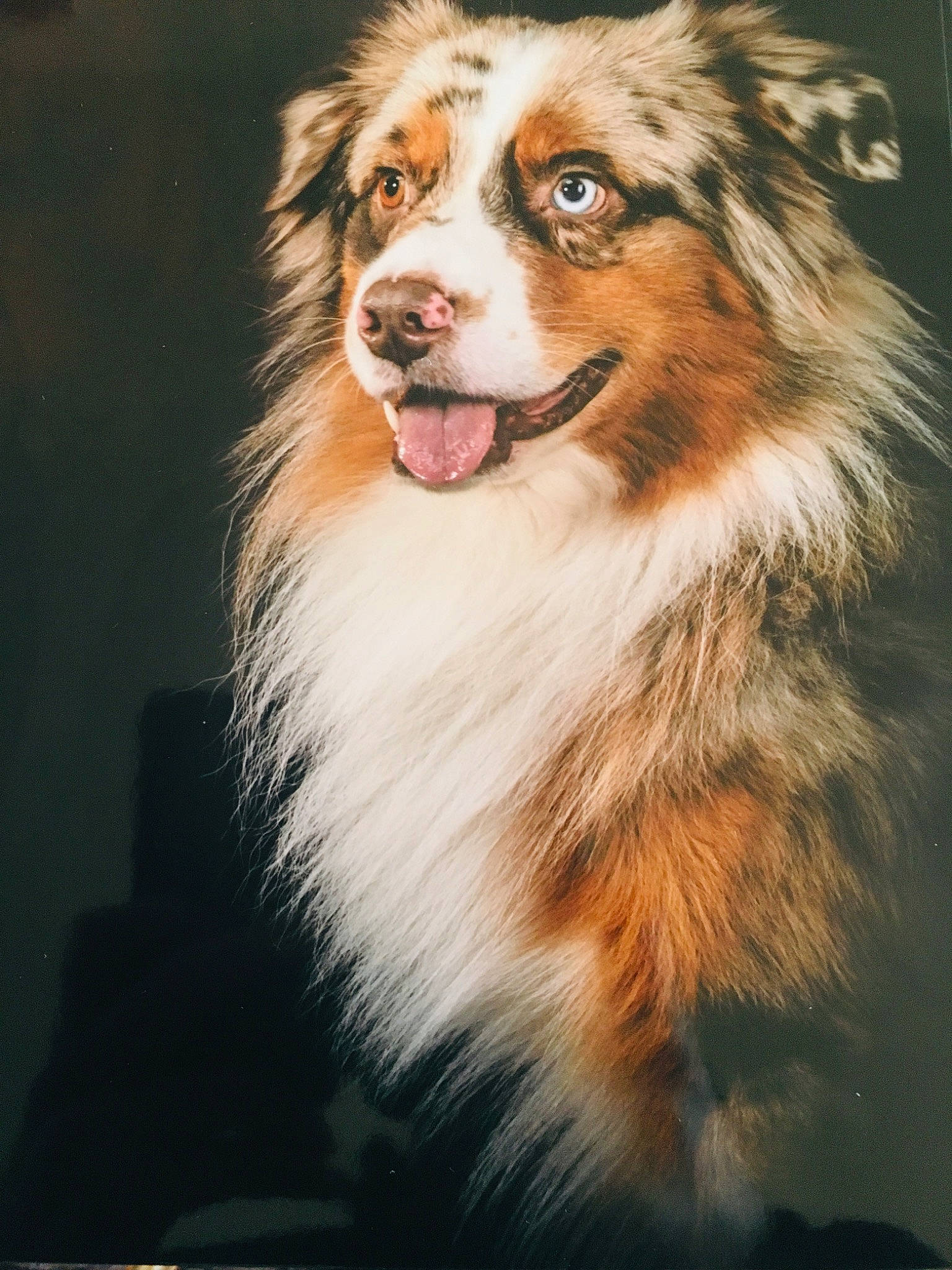 Nuka participe au concours pour gagner de l'argent avec cette photo : australian_collie, australian_shepherd, brown, canidae, carnivore, collie, companion_dog, dog, dog_breed, fur, herding_dog, iris, jaw, organ, shetland_sheepdog, snout, sporting_group, tongue, vertebrate, whiskers