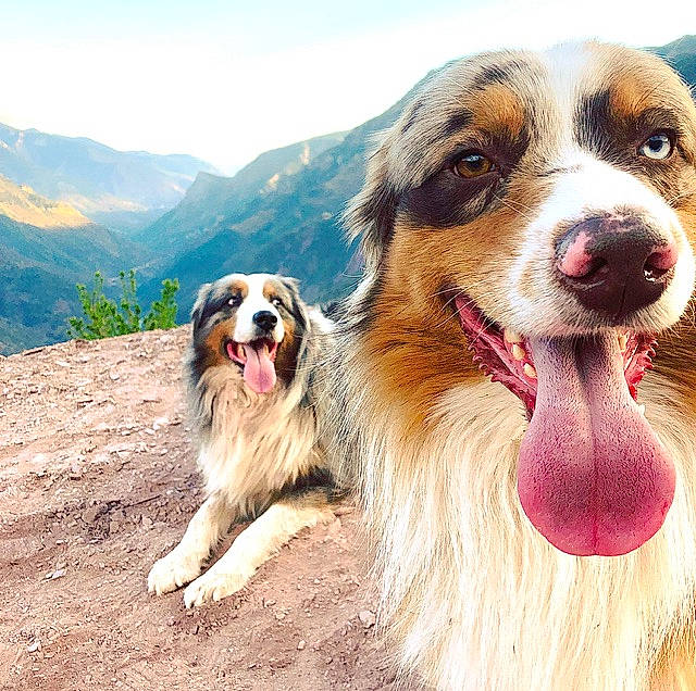 Nuka participe au concours pour gagner de l'argent avec cette photo : canidae, carnivore, companion_dog, dog, dog_breed, fur, hill, iris, jaw, mountain_range, organ, ridge, snout, sporting_group, tongue, tooth, valley, vertebrate, whiskers, working_animal