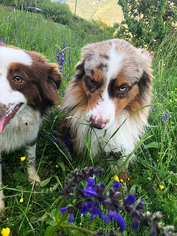 Nuka a rejoint le concours — aidez-le/la à gagner de superbes lots ! australian_shepherd, bluebonnet, canidae, carnivore, companion_dog, dog, dog_breed, fur, grass, herbaceous_plant, herding_dog, iris, meadow, miniature_australian_shepherd, snout, sporting_group, whiskers, wildflower, working_animal, working_dog