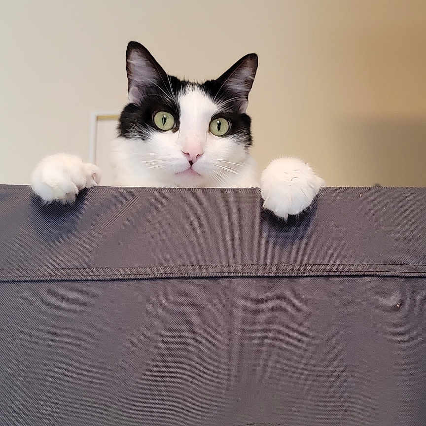 Whiskers joined the competition — help win amazing prizes! cat, black_and_white, pet, curious, paws, indoor, fabric, peeking, green_eyes, animal, cute, whiskers, feline, looking, playful, home, soft_light, closeup, portrait, background_wall