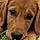 Buddy