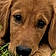 Buddy