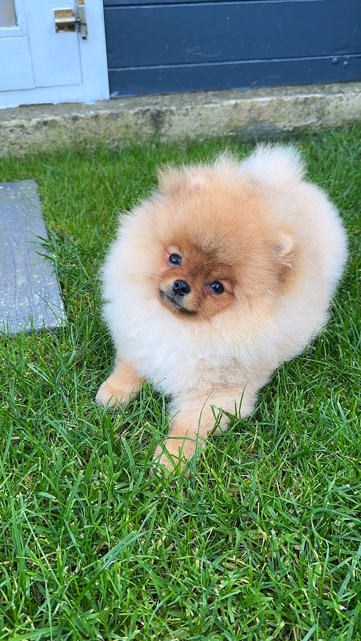 Rimbo a rejoint le concours — aidez-le/la à gagner de superbes lots ! canidae, carnivore, companion_dog, dog, dog_breed, fawn, fur, german_spitz, german_spitz_klein, german_spitz_mittel, grass, plant, pomeranian, snout, spitz, sporting_group, tail, toy_dog, volpino_italiano, working_animal