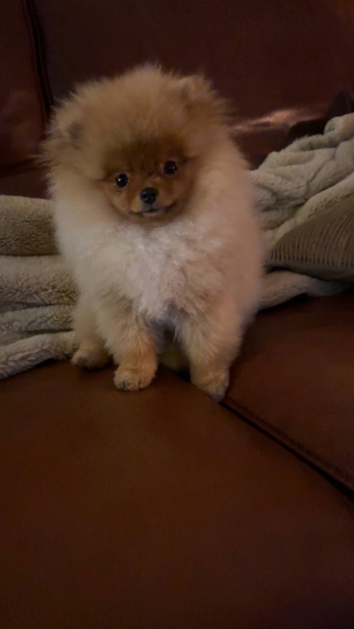 Rimbo participe au concours pour gagner de l'argent avec cette photo : canidae, carnivore, companion_dog, dog, dog_breed, fawn, flooring, fur, german_spitz_klein, maltepoo, non_sporting_group, puppy, snout, spitz, sporting_group, tail, terrestrial_animal, toy_dog, whiskers, working_animal