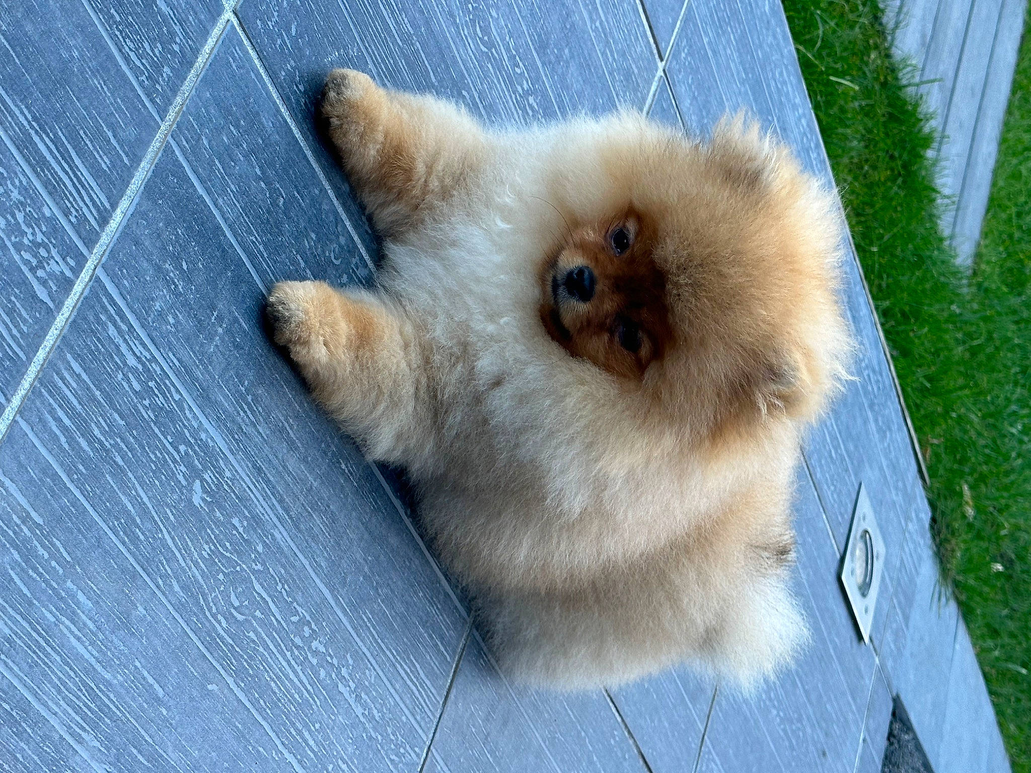 Rimbo participe au concours pour gagner de l'argent avec cette photo : canidae, carnivore, collar, companion_dog, dog, dog_breed, fawn, felidae, fur, paw, small_to_medium_sized_cats, snout, spitz, sporting_group, tail, terrestrial_animal, whiskers, wildlife, wood, working_animal