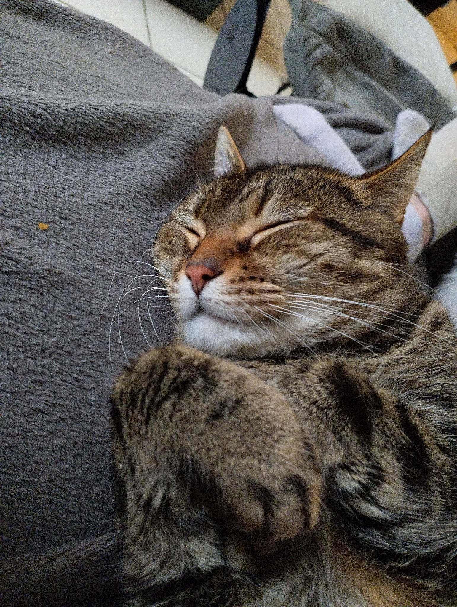 Nougat a rejoint le concours — aidez-le/la à gagner de superbes lots ! carnivore, cat, domestic_short_haired_cat, felidae, fur, grey, sleeve, small_to_medium_sized_cats, snout, tail, terrestrial_animal, whiskers, wildlife