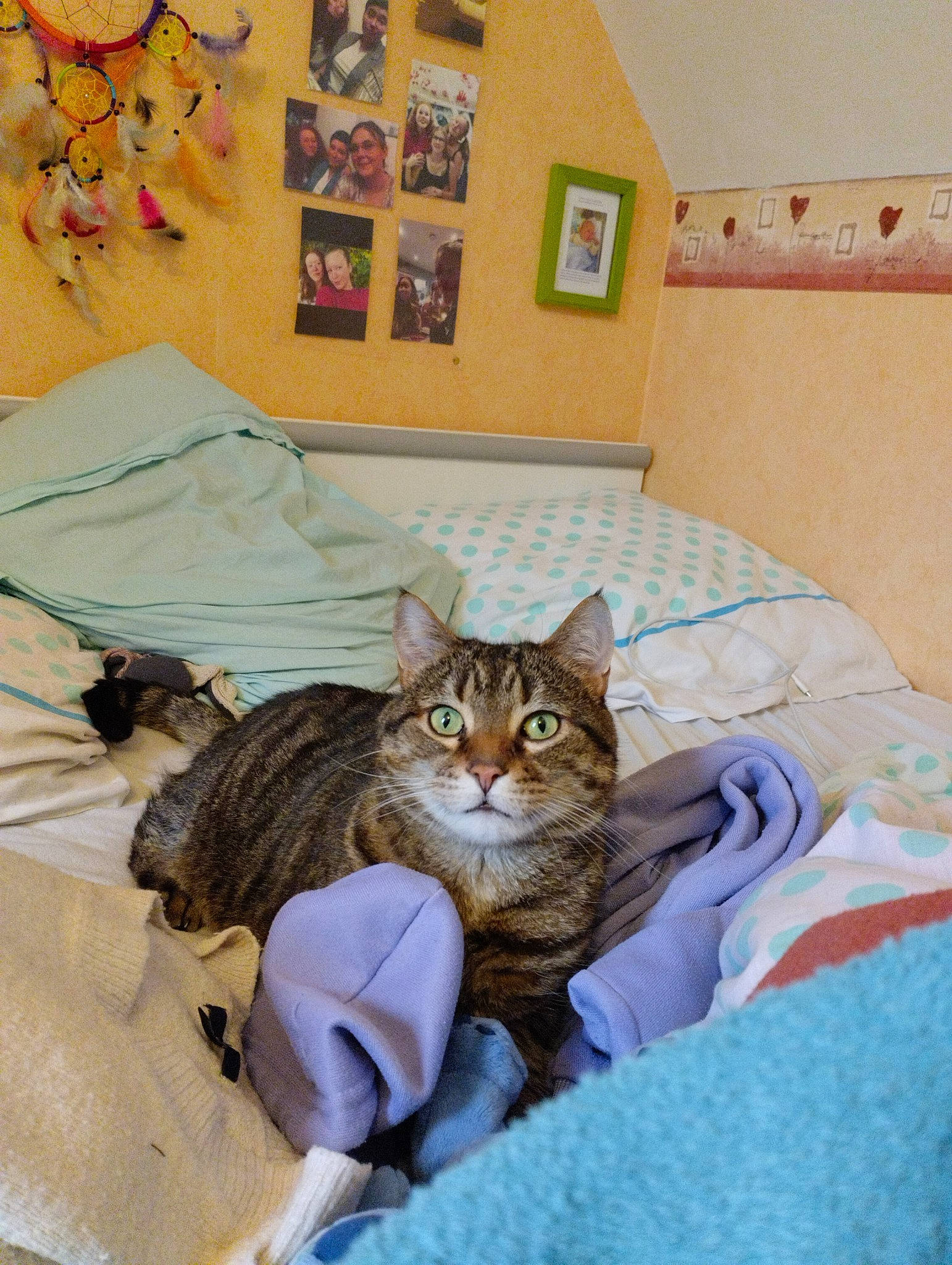 Nougat participe au concours pour gagner de l'argent avec cette photo : bag, bed, bedding, carnivore, cat, comfort, domestic_short_haired_cat, fawn, felidae, fur, house, linens, luggage_and_bags, picture_frame, room, sitting, small_to_medium_sized_cats, textile, whiskers, wood