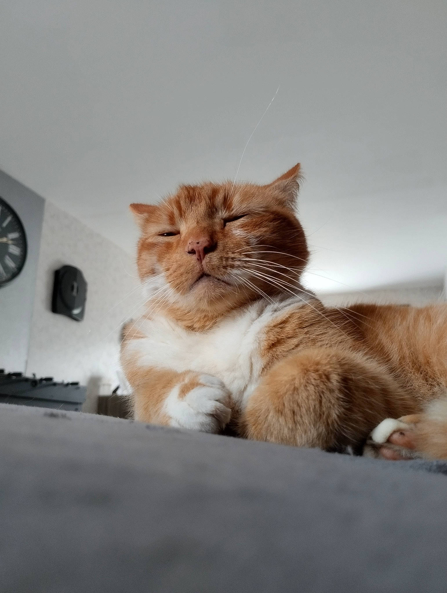 Nirou participe au concours pour gagner de l'argent avec cette photo : carnivore, cat, claw, clock, comfort, domestic_short_haired_cat, fawn, felidae, fur, home_accessories, paw, sitting, small_to_medium_sized_cats, snout, tail, terrestrial_animal, whiskers, window, wood