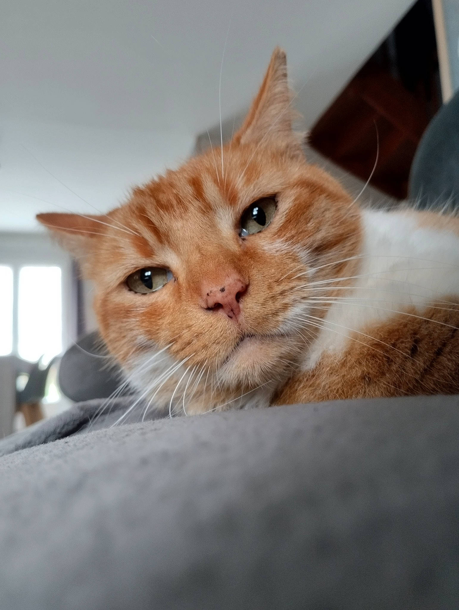 Nirou participe au concours pour gagner de l'argent avec cette photo : carnivore, cat, claw, comfort, domestic_short_haired_cat, ear, fawn, felidae, fur, gesture, paw, small_to_medium_sized_cats, snout, tail, whiskers, window, wood
