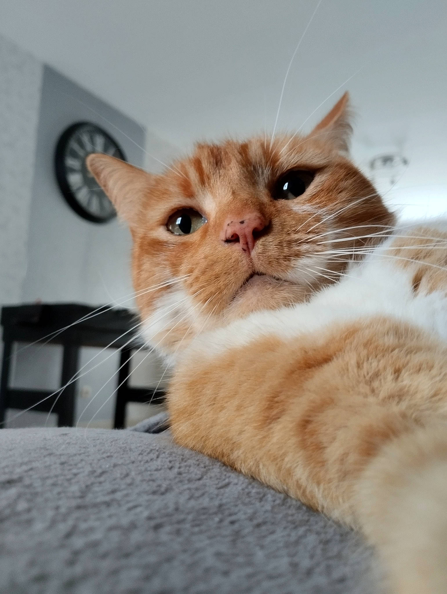 Nirou participe au concours pour gagner de l'argent avec cette photo : carnivore, cat, claw, clock, comfort, domestic_short_haired_cat, fawn, felidae, fur, paw, small_to_medium_sized_cats, snout, tail, whiskers, window, wood