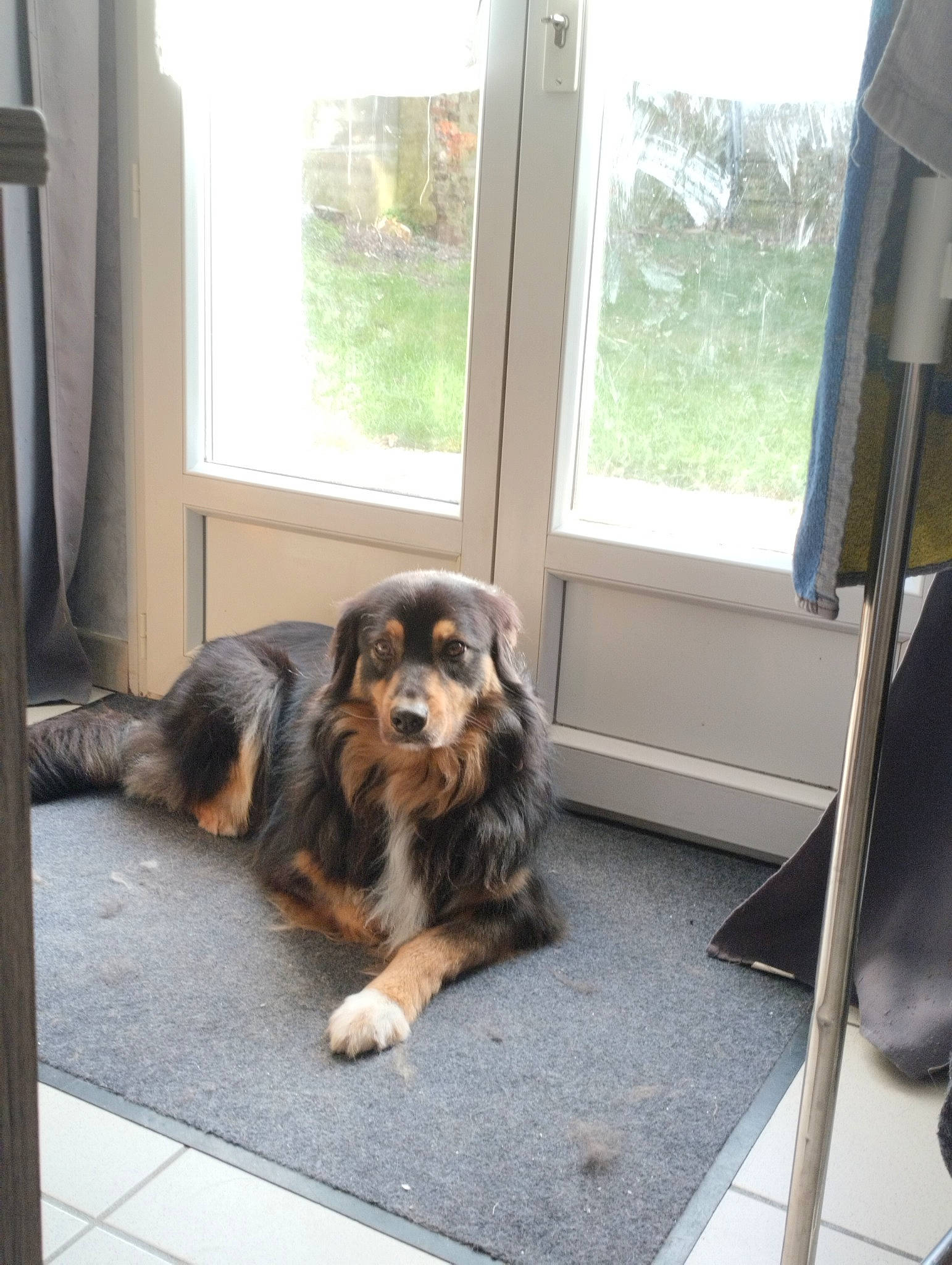 Pyper a rejoint le concours — aidez-le/la à gagner de superbes lots ! canidae, carnivore, chair, companion_dog, curtain, dog, dog_breed, door, driveway, floor, flooring, fur, hardwood, house, sitting, snout, sporting_group, vertebrate, window, working_dog