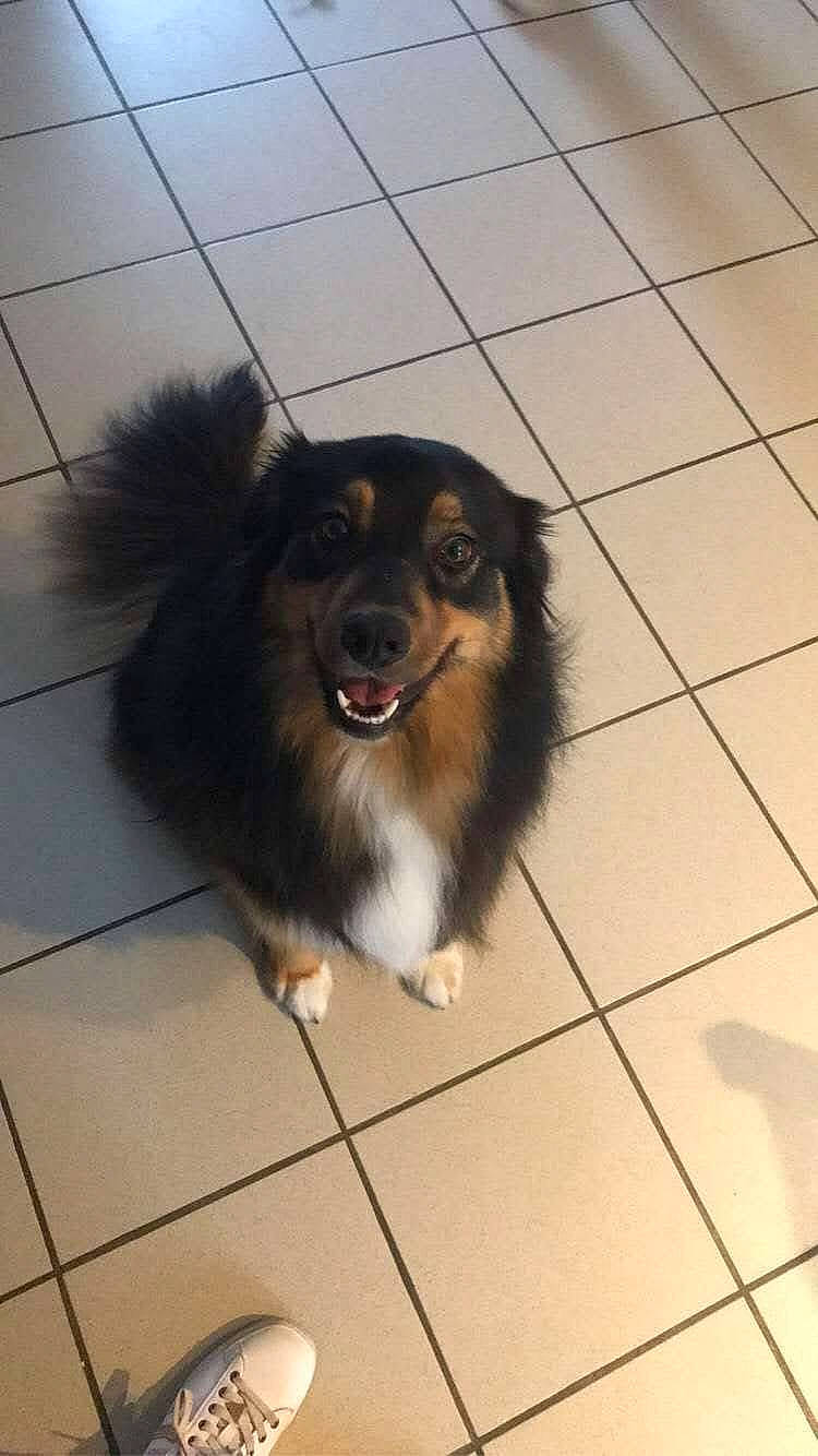 Pyper participe au concours pour gagner de l'argent avec cette photo : canidae, carnivore, collie, companion_dog, dog, dog_breed, floor, flooring, fur, herding_dog, paw, scotch_collie, smile, snout, sporting_group, terrestrial_animal, tile_flooring, toy_dog, whiskers, working_animal