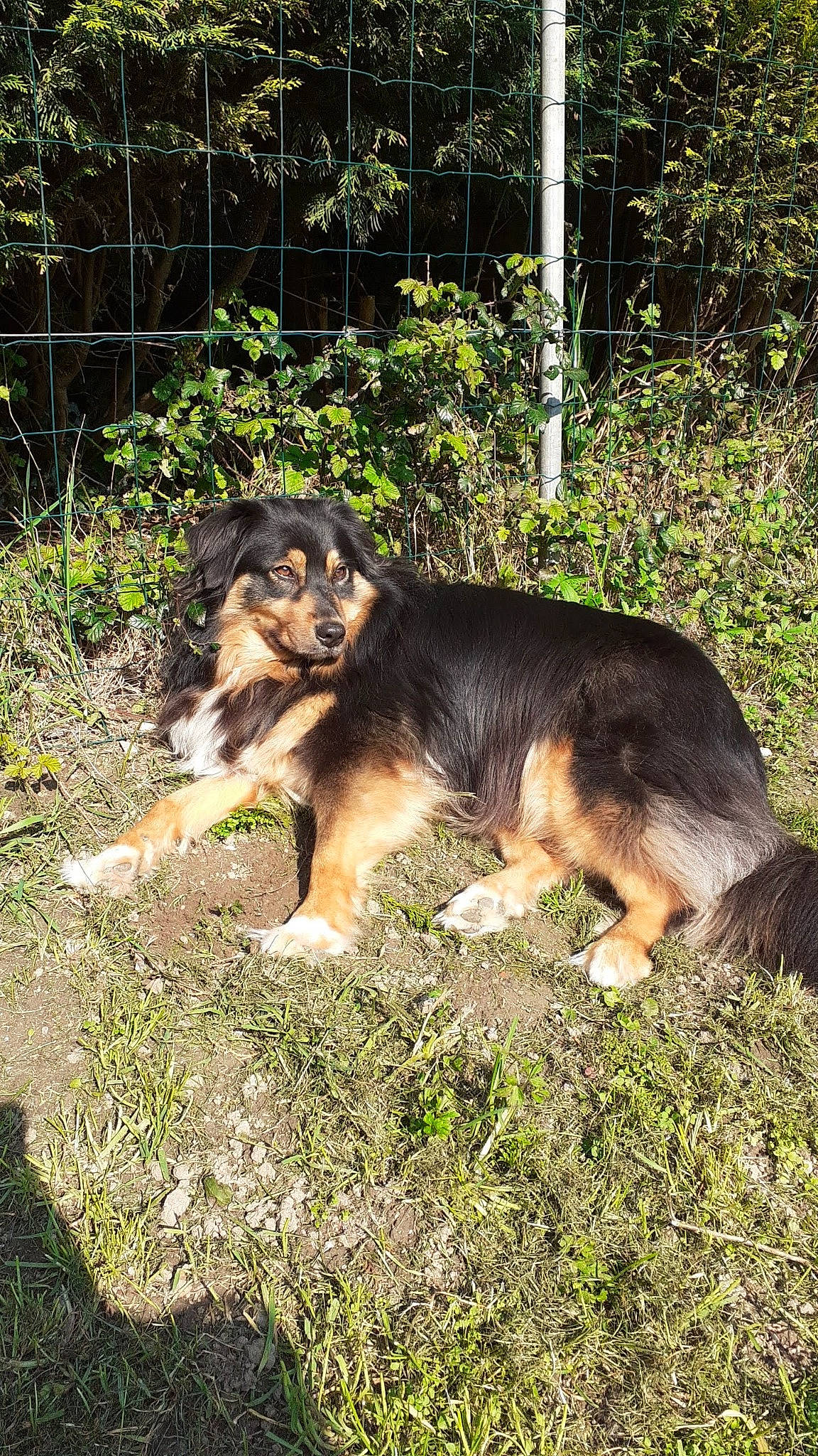 Pyper participe au concours pour gagner de l'argent avec cette photo : canidae, carnivore, companion_dog, dog, dog_breed, fence, grass, plant, snout, sporting_group, tail, terrestrial_animal, tints_and_shades, working_dog