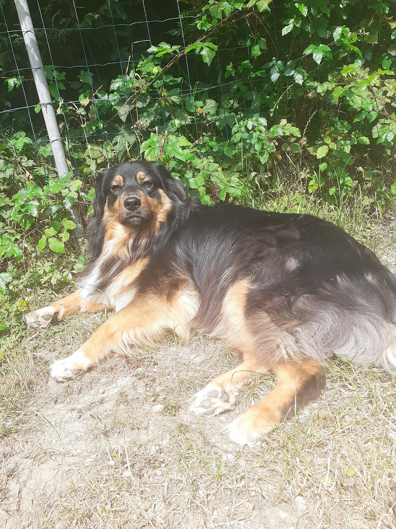 Pyper participe au concours pour gagner de l'argent avec cette photo : carnivore, companion_dog, dog, dog_breed, event, fawn, fence, grass, herding_dog, mesh, plant, snout, sporting_group, tail, terrestrial_animal, working_dog