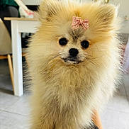 Biscotte a rejoint le concours — aidez-le/la à gagner de superbes lots ! adorable, animal, black_nose, bow, cute, dog, domestic_animal, eyes, face, fluffy, fur, hand, indoor, living_room, pet, pink_bow, pomeranian, puppy, small_dog, tattoo