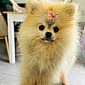 adorable, animal, black_nose, bow, cute, dog, domestic_animal, eyes, face, fluffy, fur, hand, indoor, living_room, pet, pink_bow, pomeranian, puppy, small_dog, tattoo