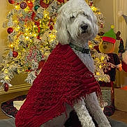 Bailey joined the competition — help win amazing prizes! dog, white_dog, knitted_shawl, red_shawl, christmas_tree, holiday_decorations, lights, ornaments, reindeer_plush, presents, cushion, indoor, festive, winter, pet, fur, home, seasonal, celebration, cozy