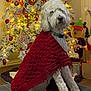 dog, white_dog, knitted_shawl, red_shawl, christmas_tree, holiday_decorations, lights, ornaments, reindeer_plush, presents, cushion, indoor, festive, winter, pet, fur, home, seasonal, celebration, cozy